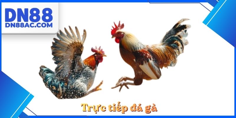 Trực tiếp đá gà