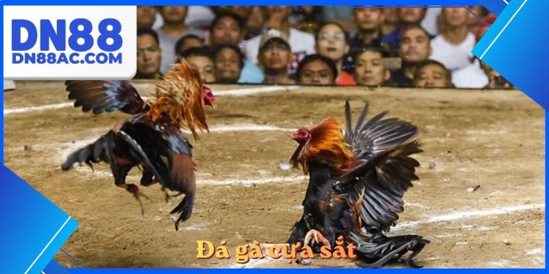 Đá gà cựa sắt