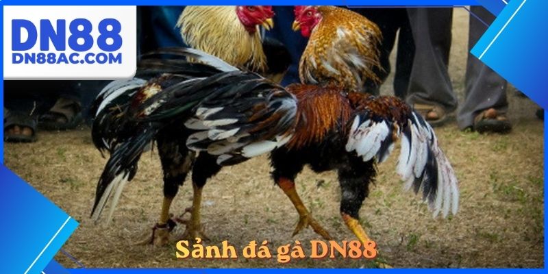 Sảnh đá gà DN88